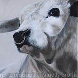 White Park Bull - for sale