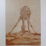 Bending down to drink