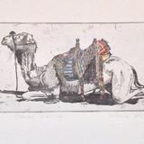 Resting Camel