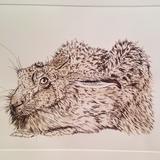 Hare Crouching