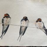 Swallows watercolour