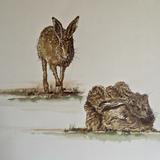 A Couple of Hares pen & ink