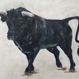 Spanish Bull