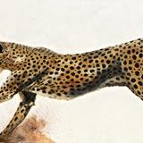 Running Cheetah