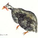 Guinea Fowl