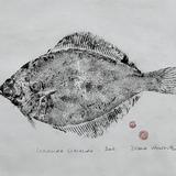 Dab - limanda limanda