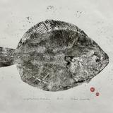 Brill - scopthalmus rhombus