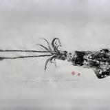 Atlantic squid - loligo pealei