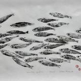 Sprats - sprattus sprattus