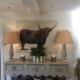 Highland Cow in the Cotswolds