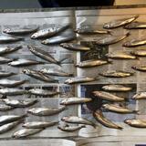 Sardines ready to print