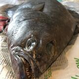 Halibut ready to print