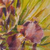 Irises (5×7×0.1' unframed, 8.7X7X0.5 framed) (SOLD)