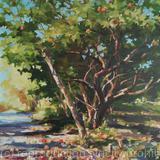 Old apple tree (14x14x0.7'')