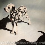 2 Dalmations