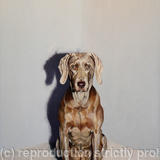 Staring Across the Abyss of Non-comprehension