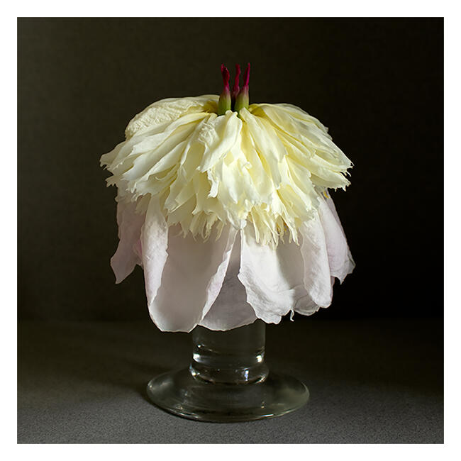 Peony 1