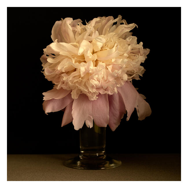Peony 3