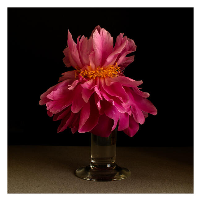 Peony 2