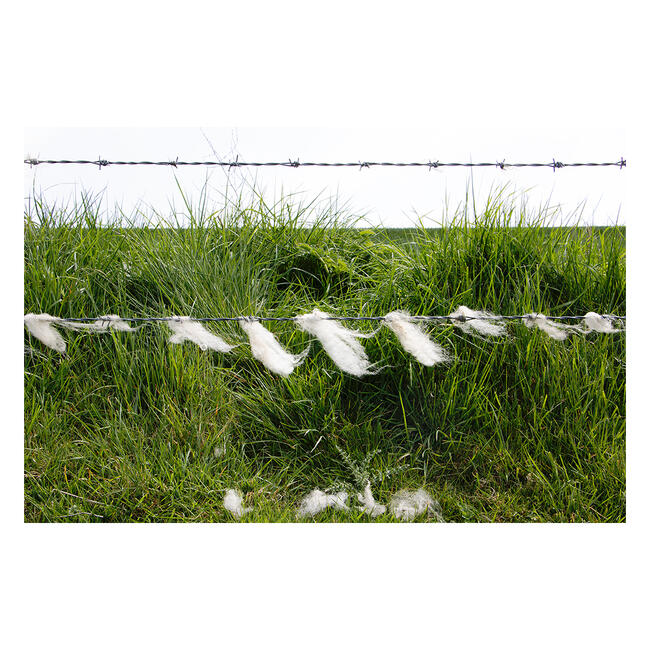 Grass and Wool