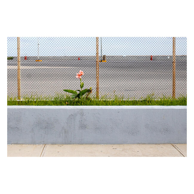 Single Flower -Crete