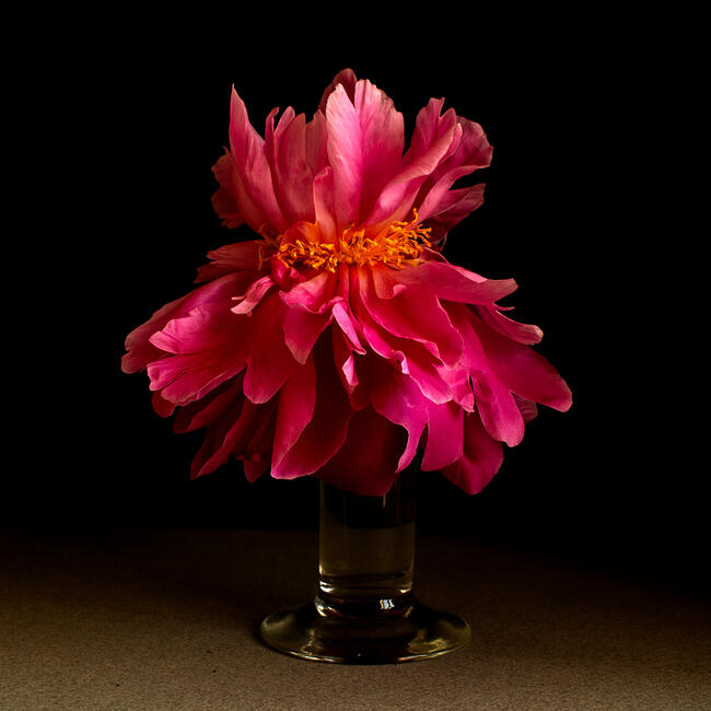 Purple Peony