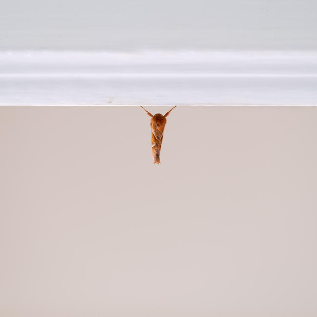 Moth