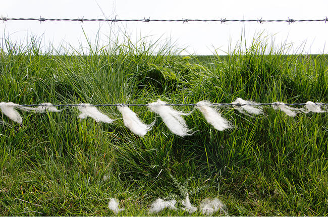 Grass and Wool