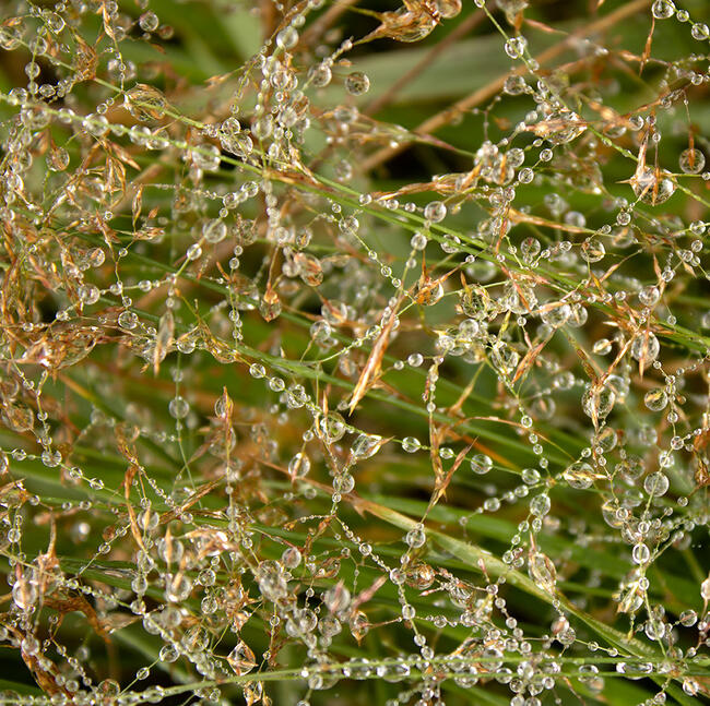 Morning Dew- Asturias