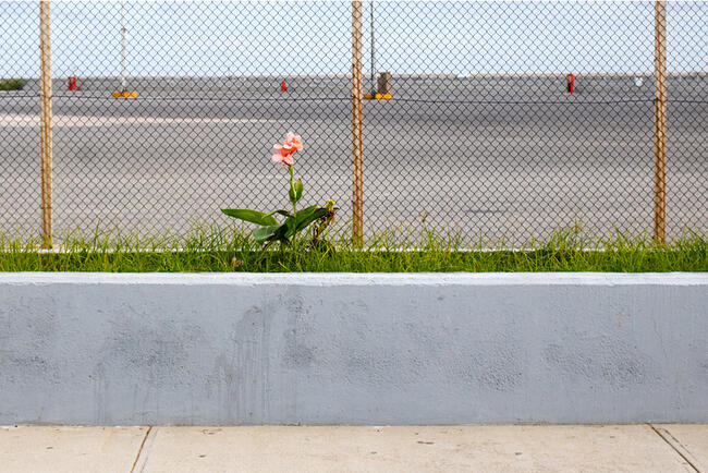 Single Flower - Crete