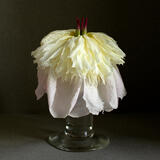 White Peony