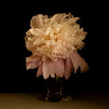 Pale Pink Peony