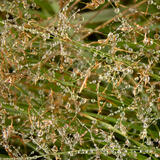 Morning Dew- Asturias