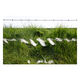 Grass and Wool