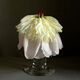 White Peony