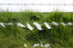 Grass and Wool