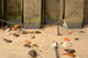 Thames sand