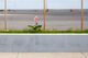 Single Flower - Crete