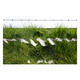 Grass and Wool