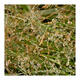 Dew - Asturias