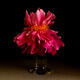 Purple Peony