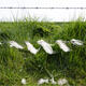 Grass and Wool