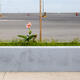 Single Flower - Crete