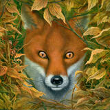 The curious Fox