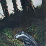 The curious Badger 