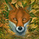 The curious Fox