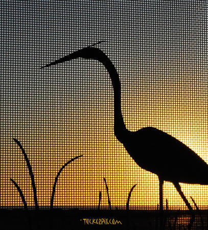 Blue Heron Sunset