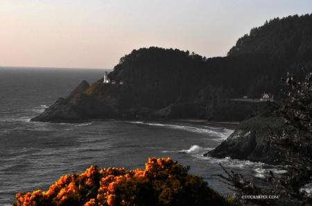 Heceta Head 