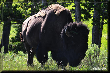 Wild Bison