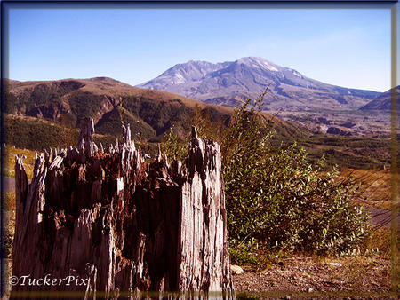 Mount St. Helens stump